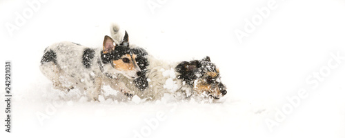 Jack Russell Terrier dog in the snow. Cute funny dog is running in front of snowy background © Karoline Thalhofer