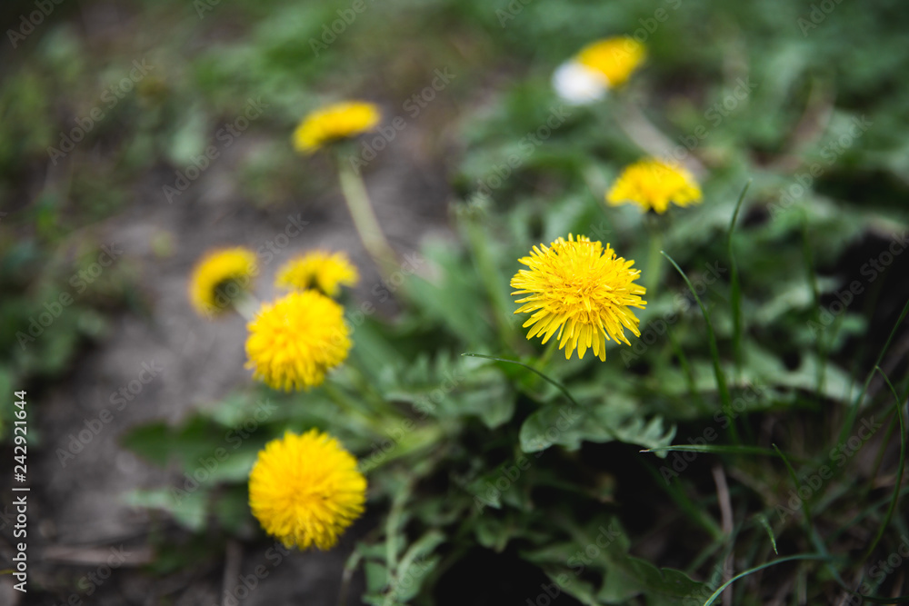 yellow dandelions grow on a field in summer yellow dandelions grow on a field in summer