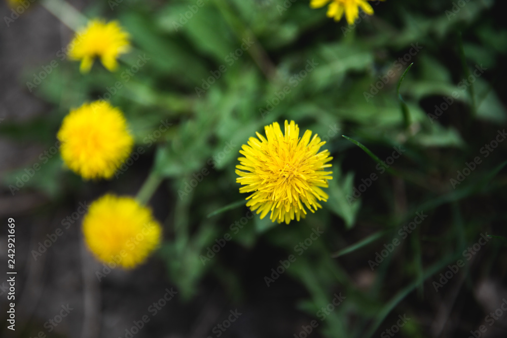 yellow dandelions grow on a field in summer yellow dandelions grow on a field in summer