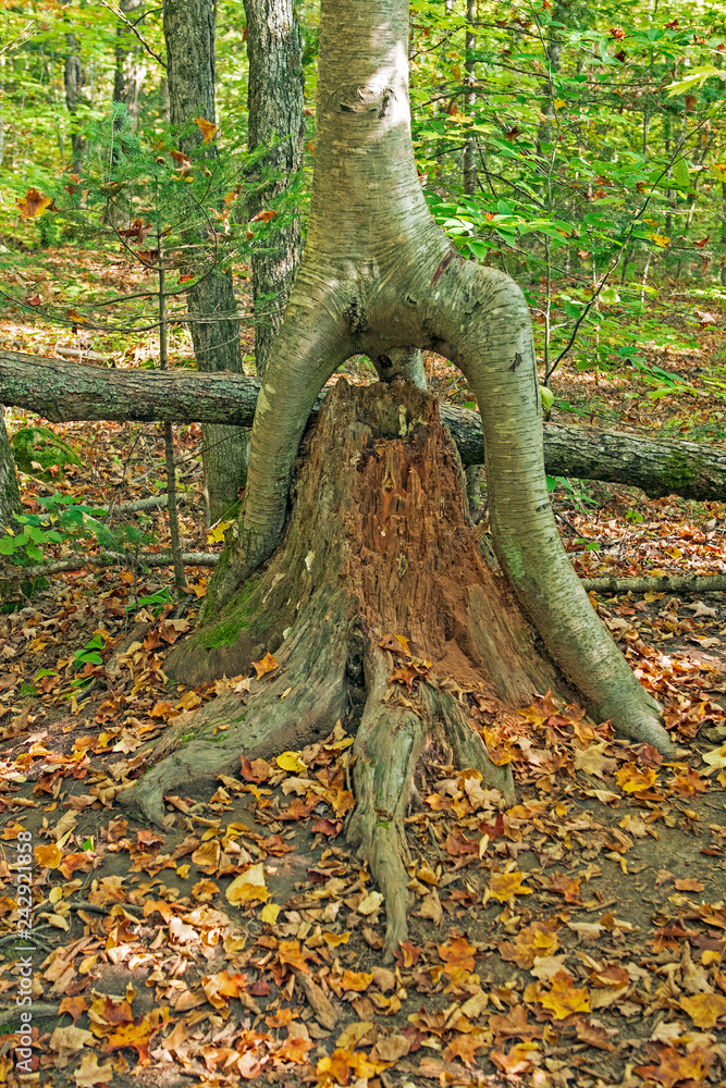 Tree Growing over its Nurse Tree