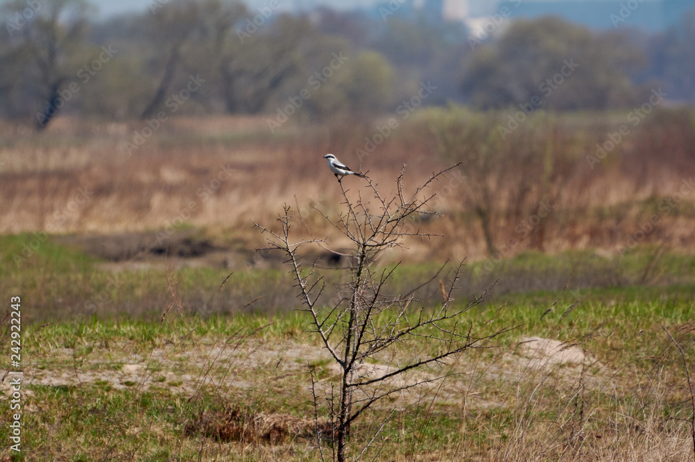 Obraz premium Bright Sunny day in the spring meadow. Bird Shrike sitting on the branches of a Bush.