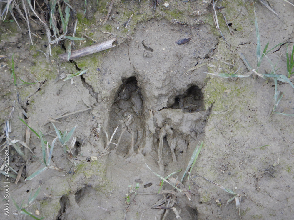 The footsteps of the boar's legs The footsteps of the boar's legs
