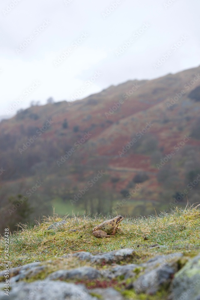 Little frog in damp grass in a rocky valley Little frog in damp grass in a rocky valley