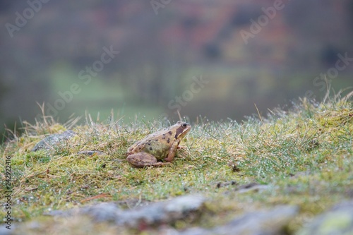 Little frog in damp grass © Robert