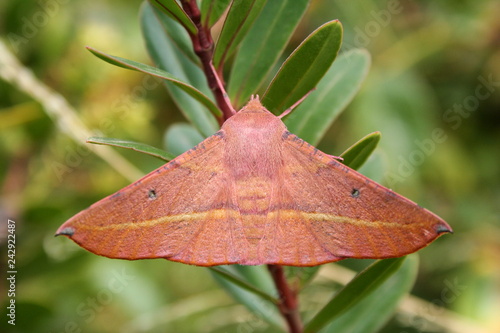 Pink Bellied Moth 'Oenochroma vinaria' photo