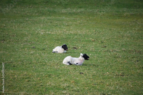 Young black faced spring lambs in a field