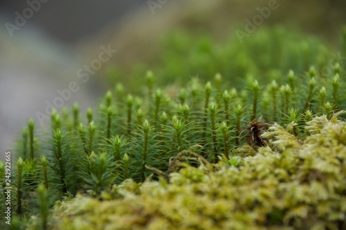 Macro shot of moss on a wall © Robert