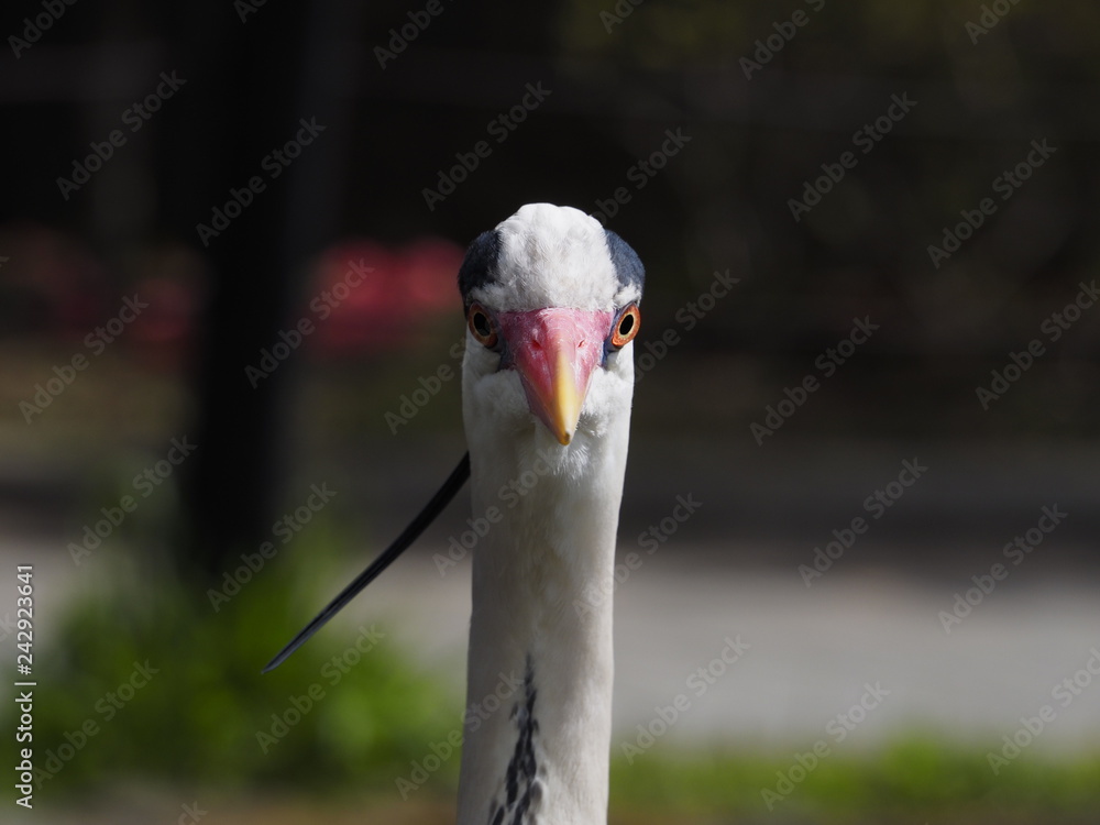 Obraz premium portrait of a heron