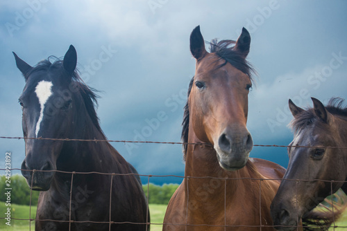 Horses before the Storm