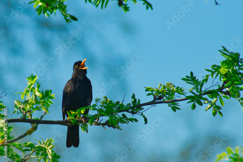 singende Amsel