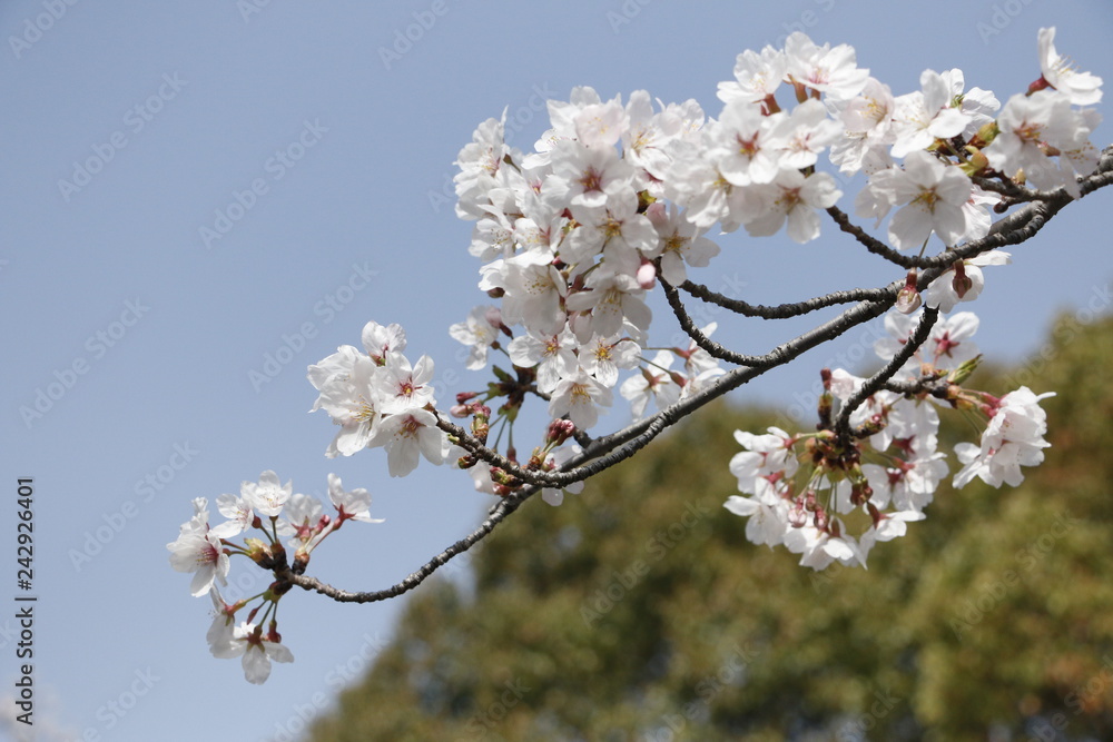 桜 桜