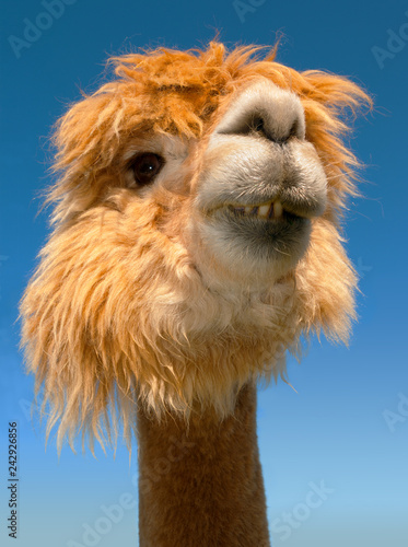 lama portrait on blue sky vertical funny animal close up