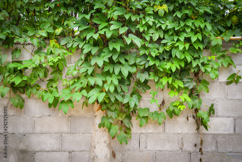 Plant growth on wall / Green leaf vine plant cover wall brick concrete