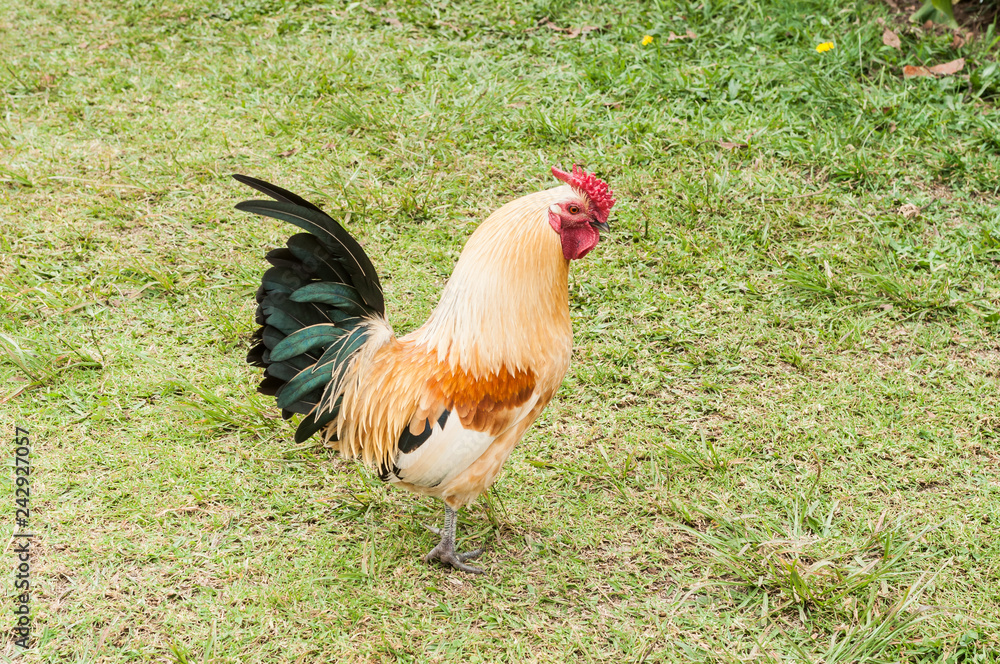 Fototapeta premium farm animals, rooster in natural environment