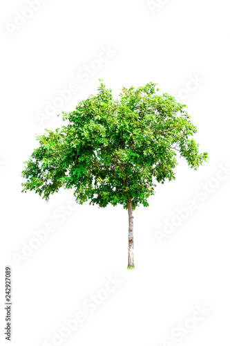 Isolated trees with clipping path on white background use for decoration architecture website   magazine and advertisement.