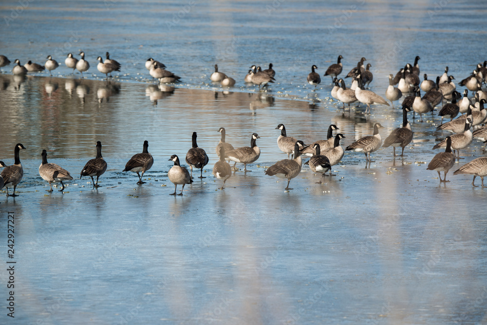 Canadian geese or Canada geese resting on icy lake at opening to clear water in wintering range of Colorado, USA
Canadian geese or Canada geese resting on icy lake at opening to clear water in wintering range of Colorado, USA