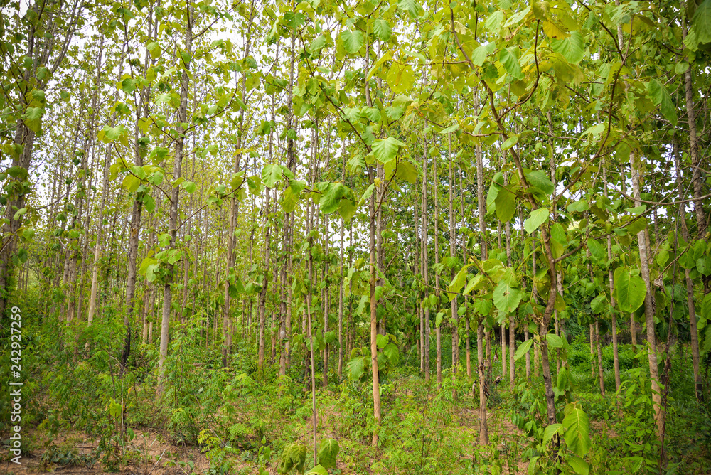 Fototapeta premium Field Teak Tree / The agricultural of Plantation Teak forest tree green leaf in countryside area