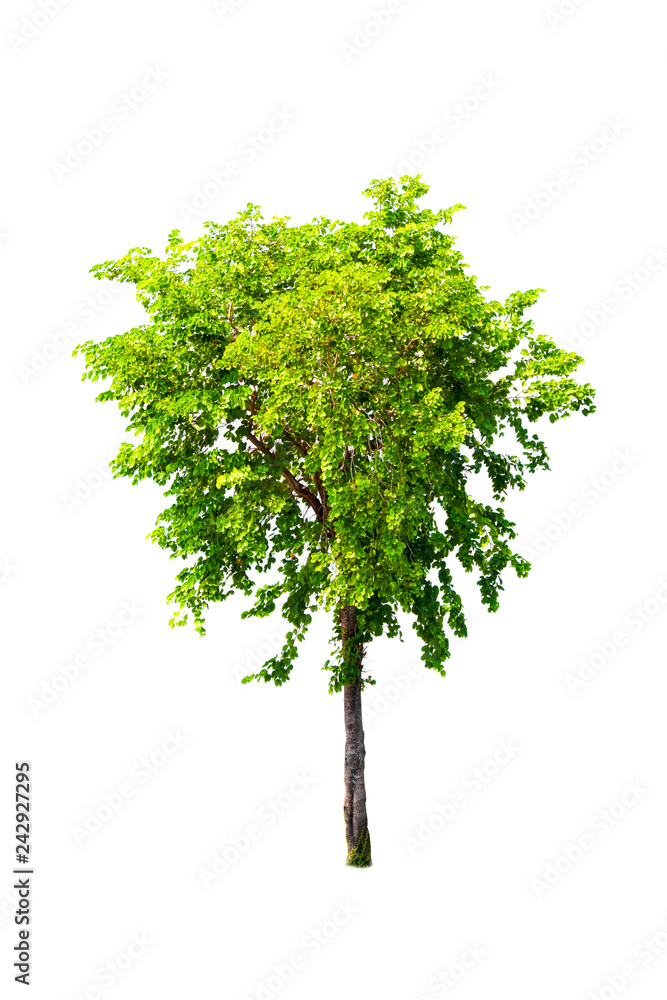 Fototapeta premium Isolated trees with clipping path on white background use for decoration architecture website , magazine and advertisement.