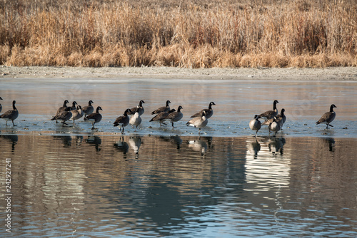 Canadian geese or Canada geese resting on icy lake at opening to clear water in wintering range of Colorado, USA