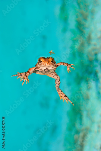 frog in a pool, aqua background, hunting