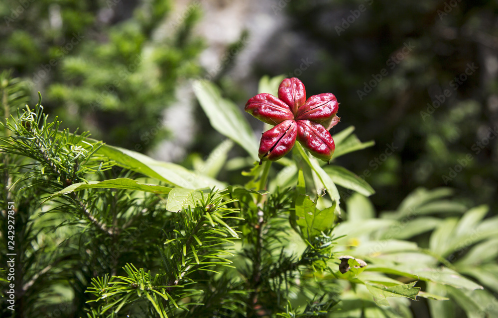 And in such a the form of peony by the! And in such a the form of peony by the!