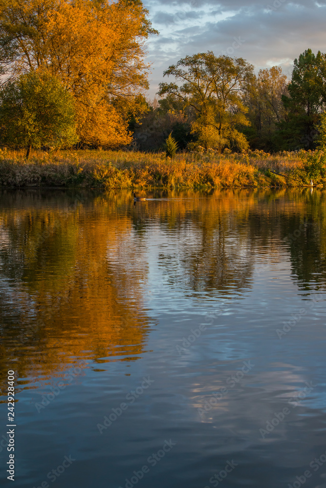 Pond in a park with trees reflected in it