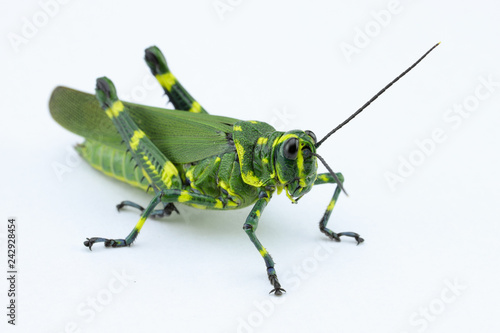 The soldier grasshopper or little Brazilian grasshopper (Chromacris speciosa), a species that represents the green and yellow, preponderant colors of the Brazilian flag.