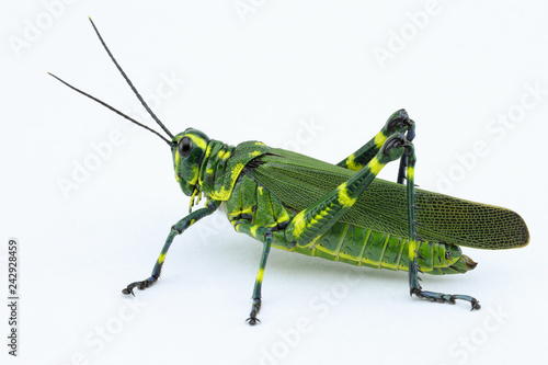 The soldier grasshopper or little Brazilian grasshopper (Chromacris speciosa), a species that represents the green and yellow, preponderant colors of the Brazilian flag Fototapet