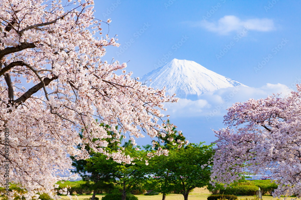 富士山桜写真素材無料: 富士山と桜の画像 – HQEKO