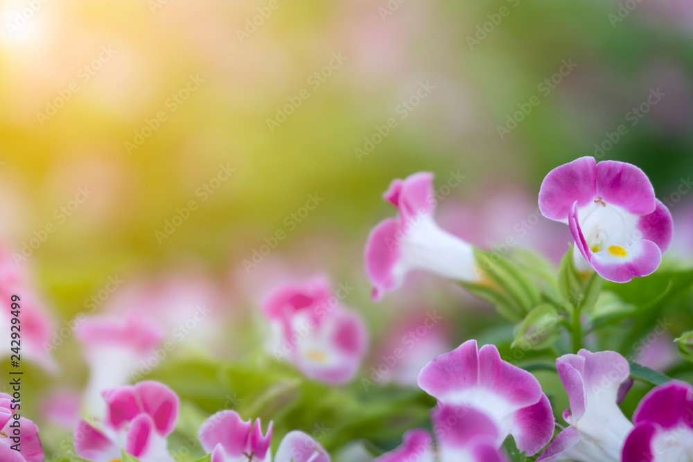 Close up purple and white flower on blurred greenery leaves with yellow sunlight in public park and morning time. Freshness concept, Close up purple and white flower on blurred greenery leaves with yellow sunlight in public park and morning time. Freshness concept,