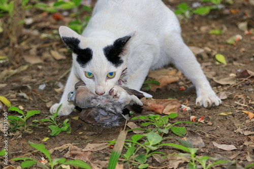 Cat are hunting and eating bird in the woods.