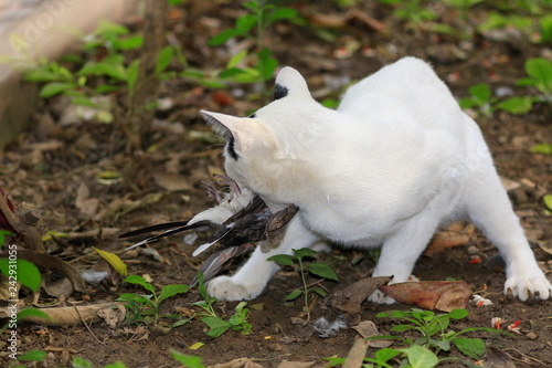 Cat are hunting and eating bird in the woods.