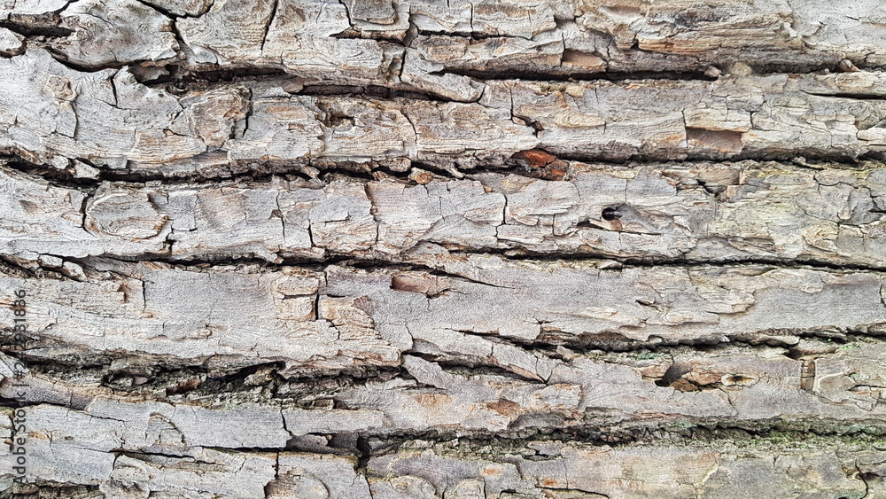 Brown bark wood texture background. Bark texture with natural pattern. Brown bark wood texture background. Bark texture with natural pattern.