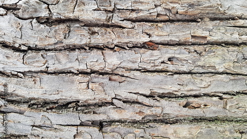 Brown bark wood texture background. Bark texture with natural pattern. 