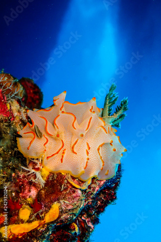 Pink Nudibranch