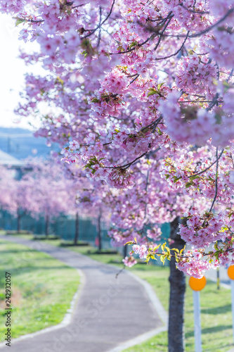 河津桜 © 摩訶不思議