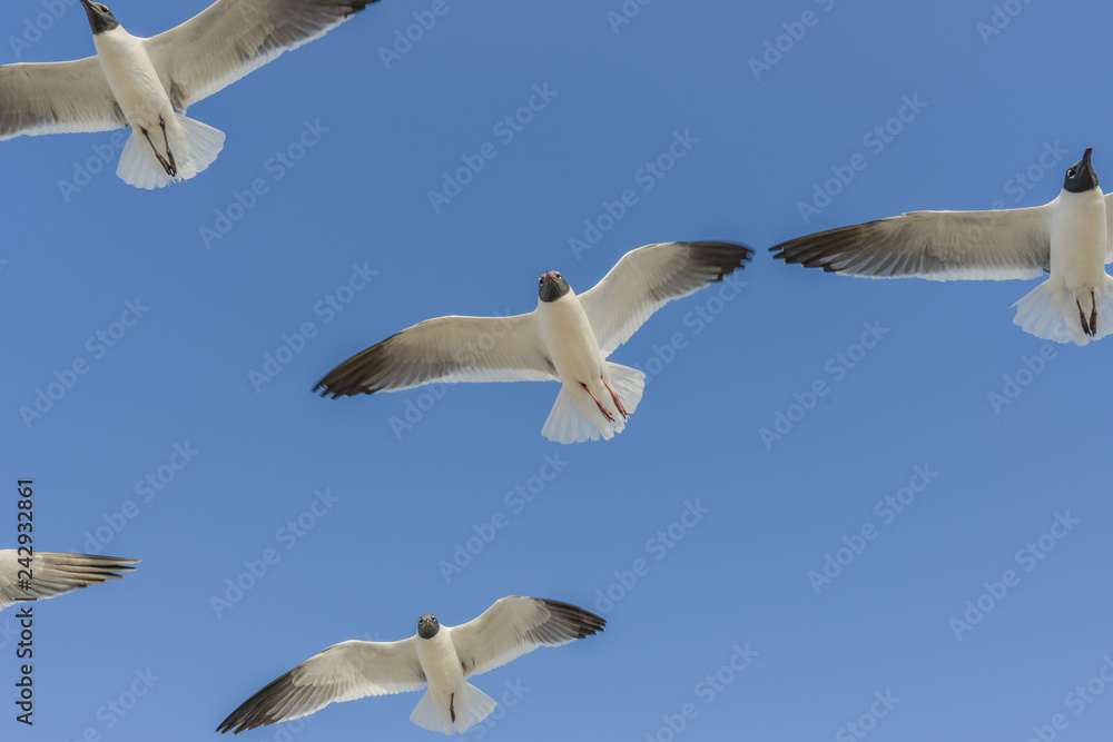 Obraz premium Texas Coast Seagulls