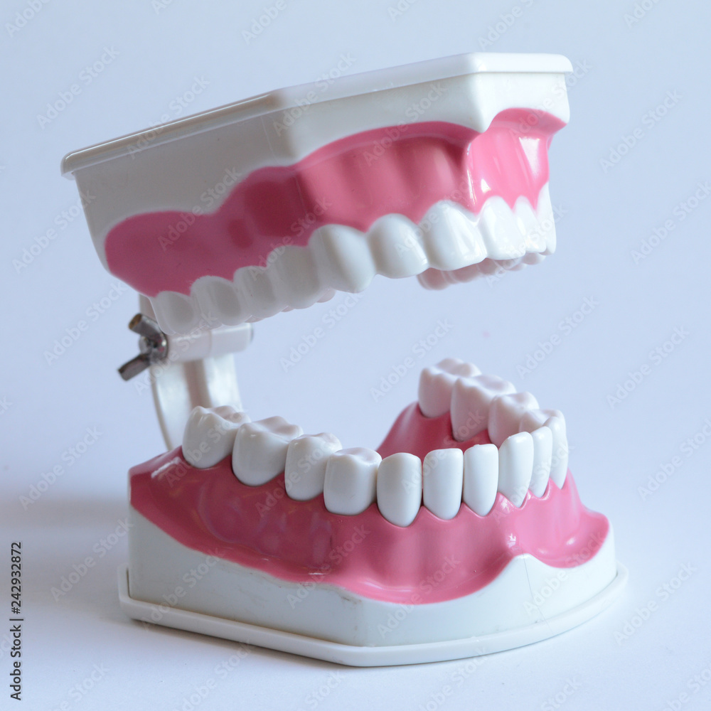 Obraz premium Dentists Tooth Display