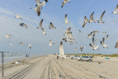 Texas Coast Seagulls