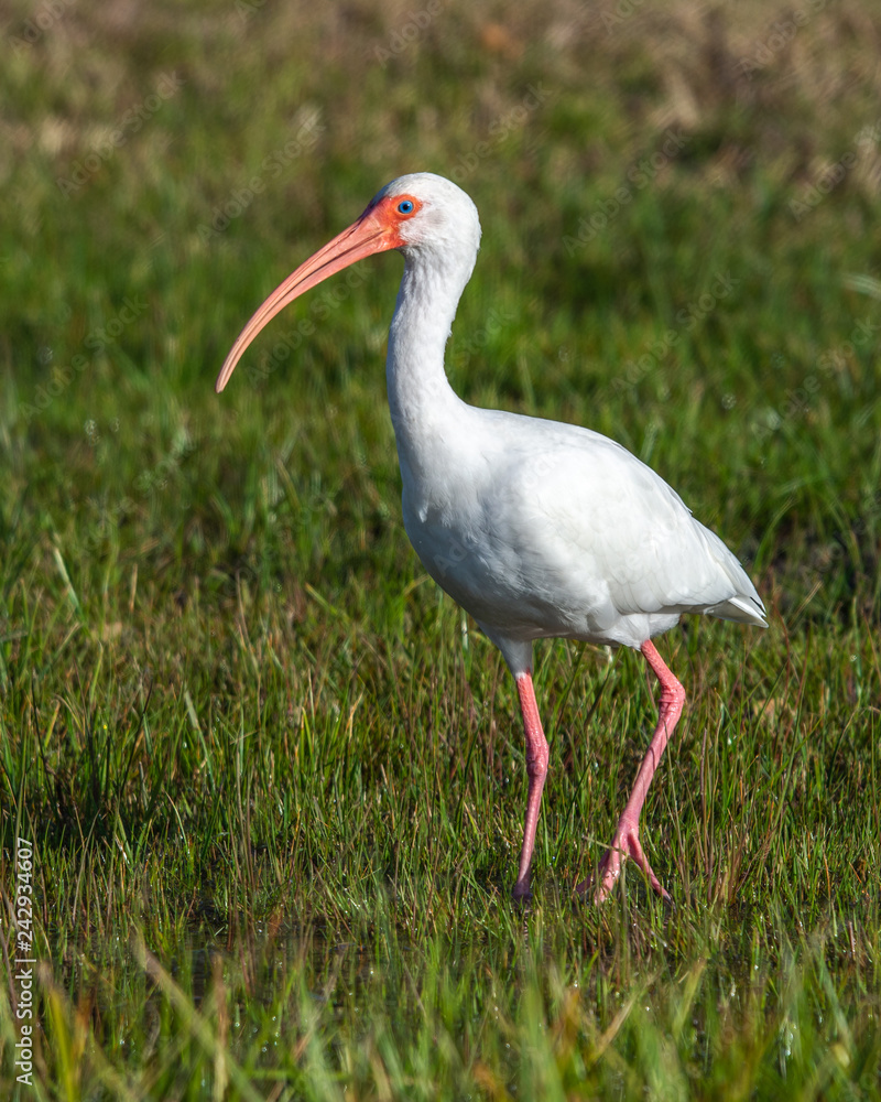 Fototapeta premium A white ibis enjoying a sunny morning!