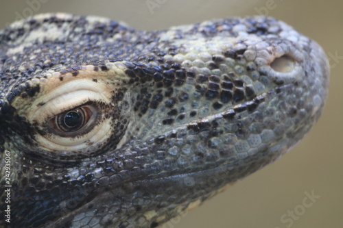 Komodo Dragon Portrait