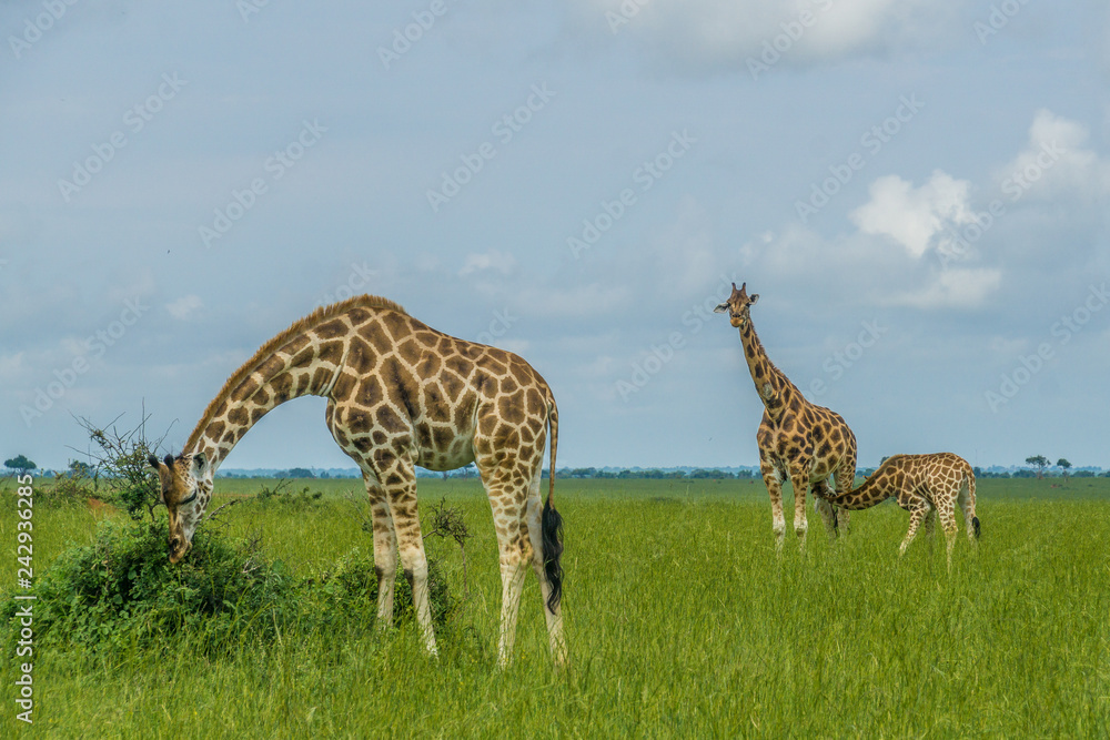 Fototapeta premium Giraffe family with little baby it is been feeding by her mother in Uganda