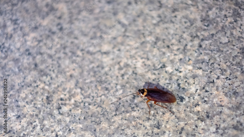 Cockroaches have one tentacle walking on the marble floor. Cockroaches have one tentacle walking on the marble floor.