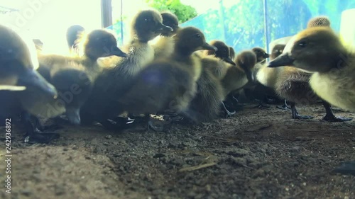 Baby ducks in a pen shy away from their reflection in the camera lens. Slow 50%