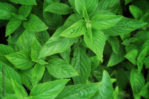 Top view of Green & fresh organic basil leaves growing at backyard garden in morning sunlight on natural dark background. Household herb & food background concept, copy space. Vibrant sweet basil.