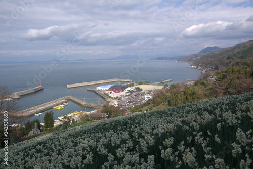 下灘の水仙畑（Narcissus field of Shimonada） photo