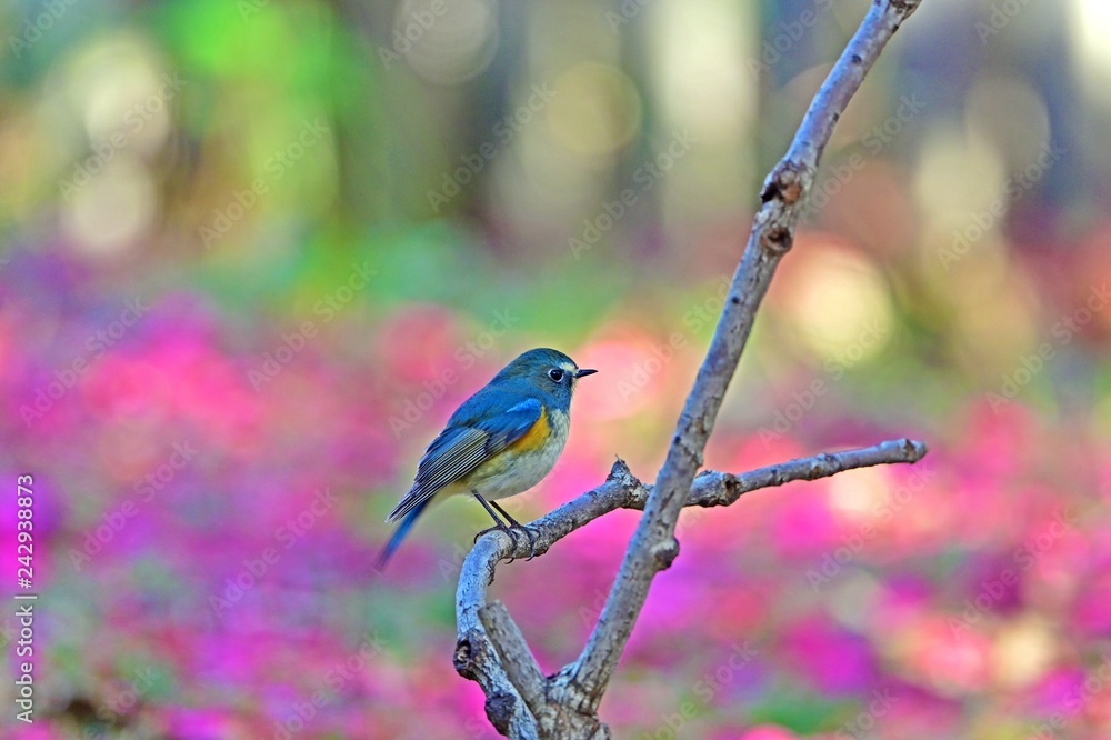 Obraz premium サザンカバックにお立ち台でポーズするルリビタキオス幼鳥