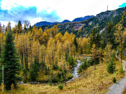 autumn larch trees in the mountains of Sunshine Meadows