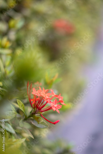 close up bouquet of red spike flower or red ixora flower with green leaves.