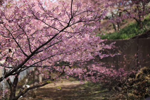 Wallpaper Mural 河津桜 Torontodigital.ca